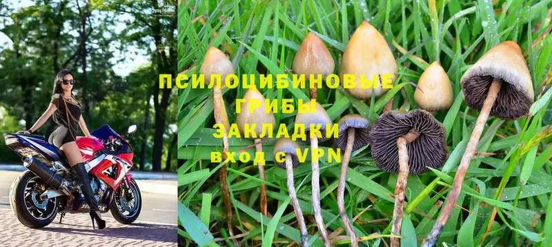 Псилоцибиновые грибы Cubensis  Красавино 